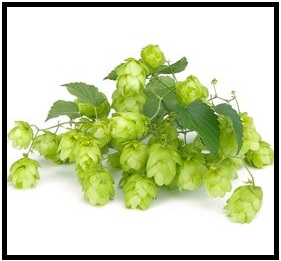 1 kg Rohhopfen "CRYSTAL"