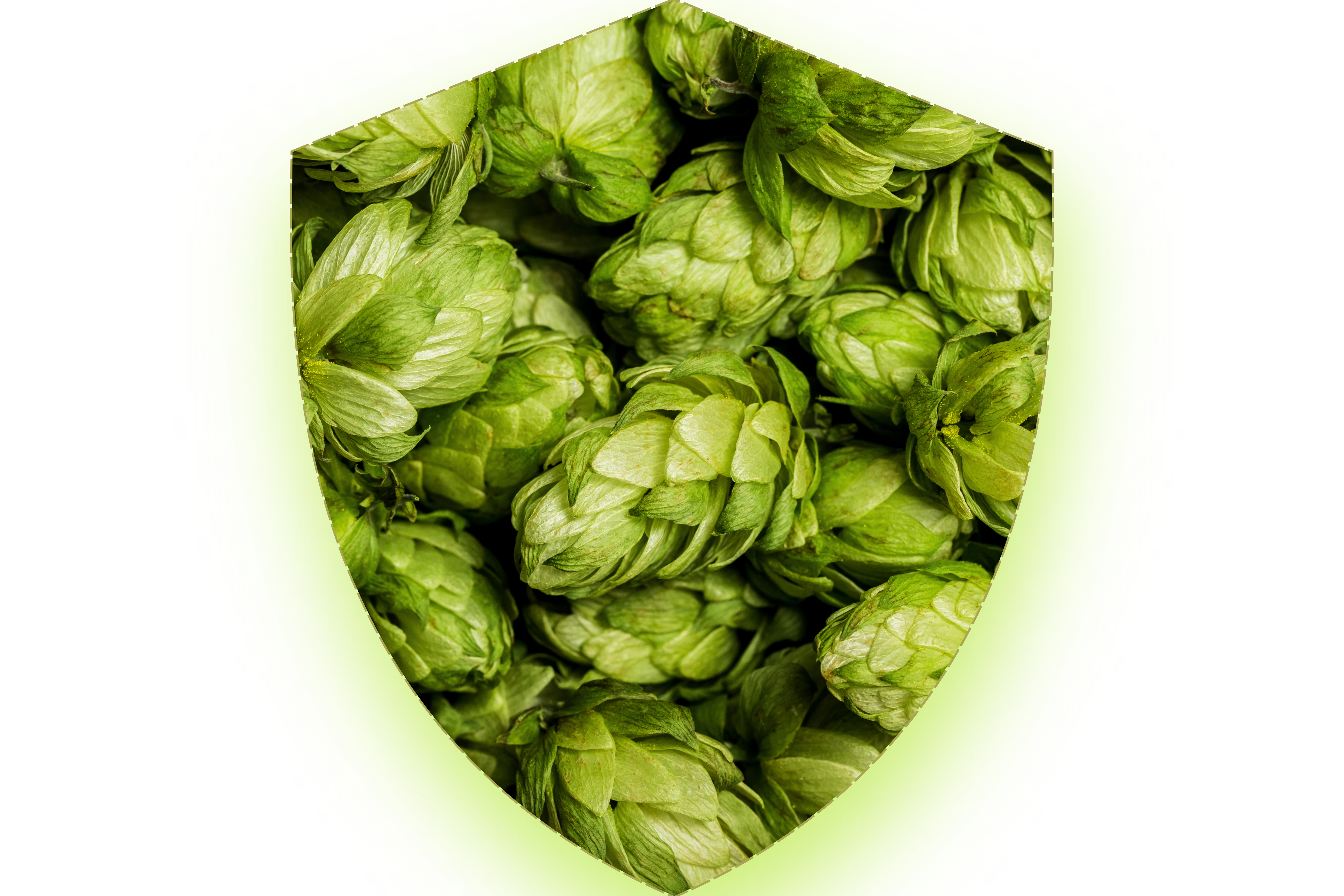 100g Amarillo Rohhopfen zum Bierbrauen