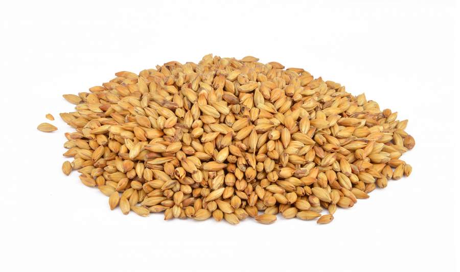 Gerstenmalz - Best RED X® geschrotet