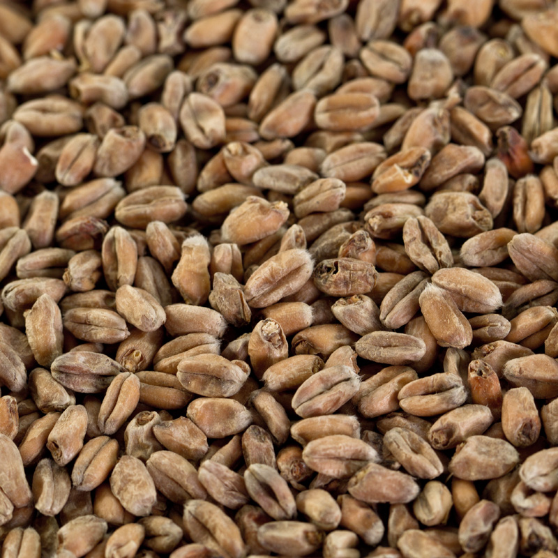 Weizenmalz dunkel für dunkle Biere EBC 14-18